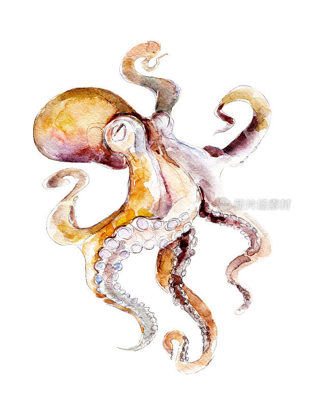 The red octopus, watercolor illustration isolated on white background.